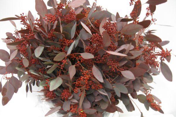 EUC. POPULUS BES ROOD 300 GR