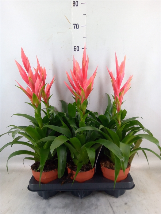 <h4>Tillandsia  'Ziva'</h4>