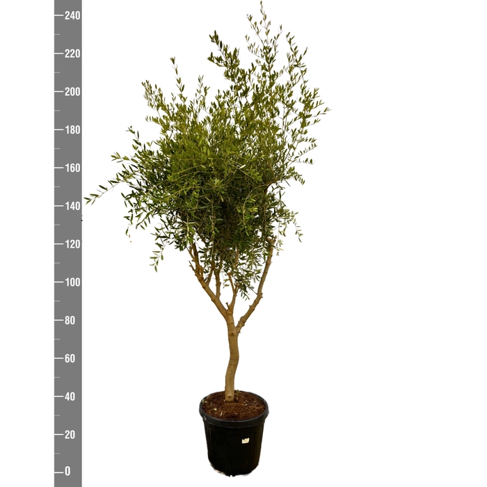 <h4>OLEA EUROPAEA</h4>