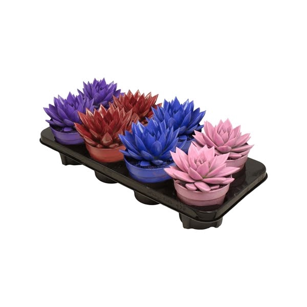 <h4>Echeveria coloured winter mix</h4>