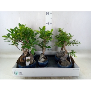 Bonsai   ...mix