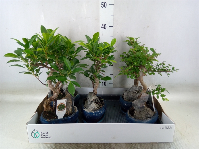 <h4>Bonsai   ...mix</h4>