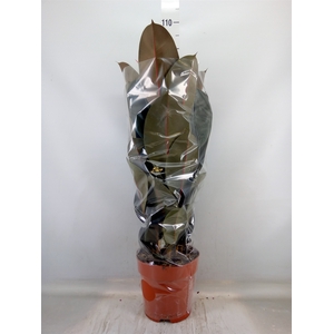 Ficus elastica 'Abidjan'