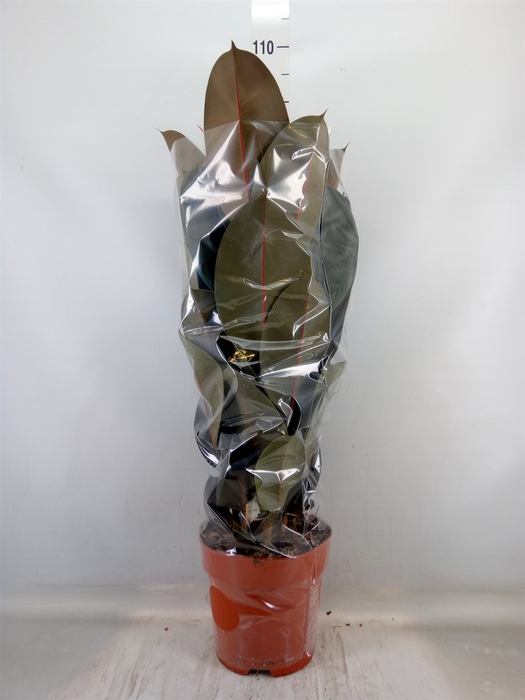 <h4>Ficus elastica 'Abidjan'</h4>
