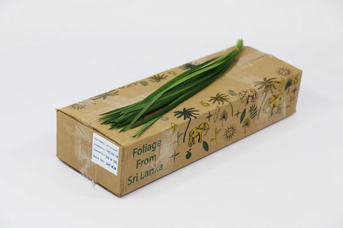 <h4>T-Grass (air) Green</h4>