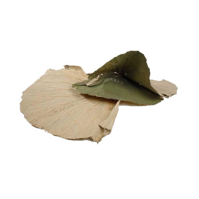 <h4>Leaf Lotus L50W30 10pcs</h4>
