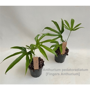 Anthurium pedatoradiatum 12cm