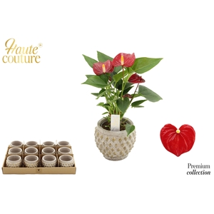 Anthurium 6 cm Micra in Marrakesh ceramics