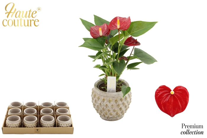 <h4>Anthurium 6 cm Micra in Marrakesh ceramics</h4>