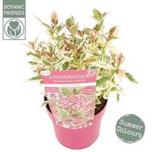 Hydrangea serrata