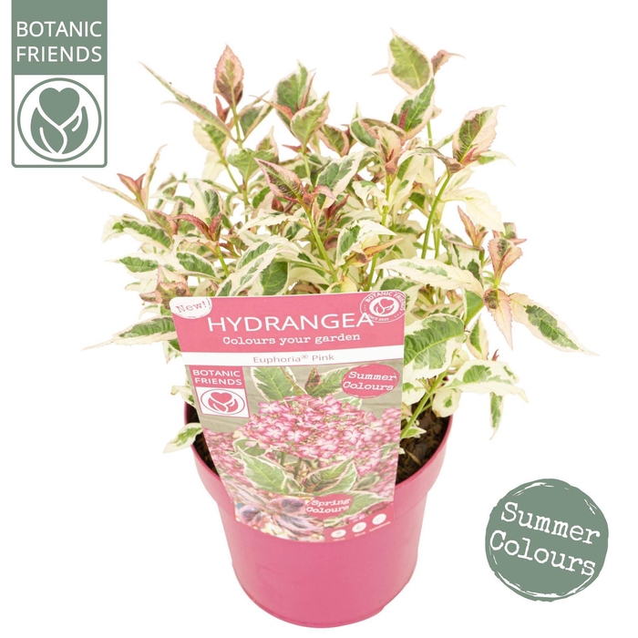 Hydrangea serrata