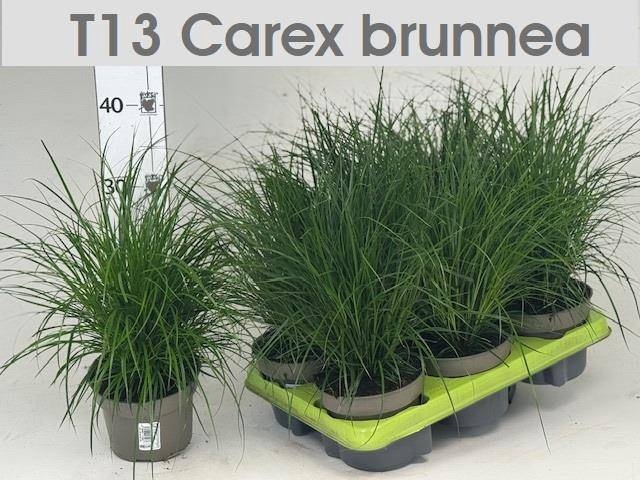 <h4>CAREX BRUNNEA</h4>