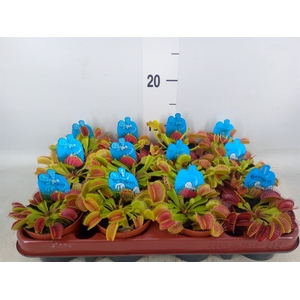 Dionaea muscipula