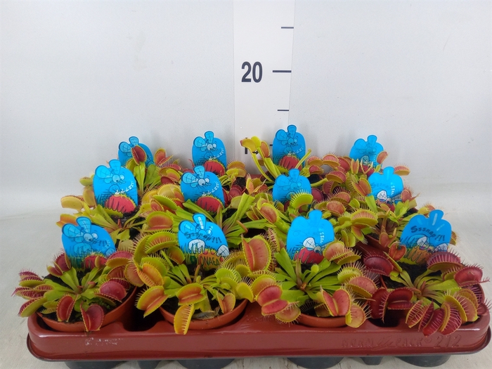 <h4>Dionaea muscipula</h4>