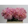 Dahlia Café Au Lait Twist