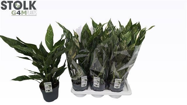 <h4>SPATH DIAMOND</h4>