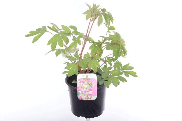 Dicentra spectabilis