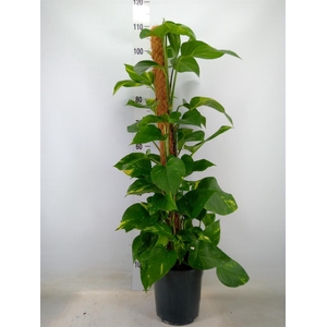 Epipremnum pinn.   ...moss stick