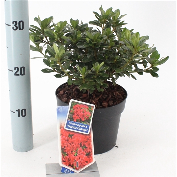 <h4>Rhododendron (AJ) 'Geisha Orange'</h4>