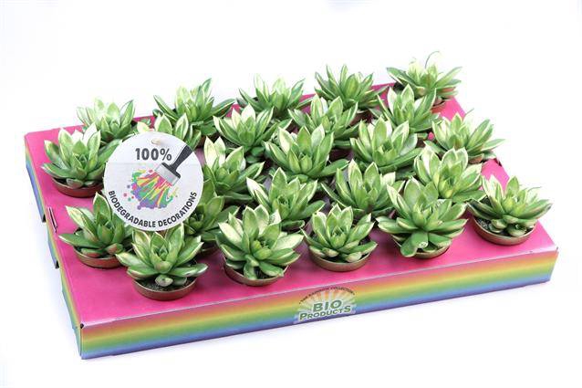 <h4>ECHEVERIA METALLIC GREEN P5.5</h4>