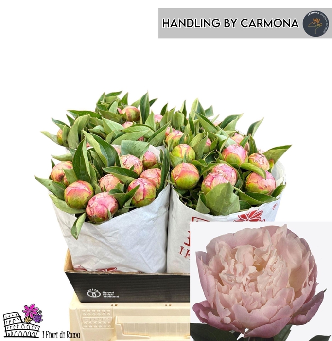 <h4>PAEONIA CATHARINA FONTIJN PAEO L CA</h4>