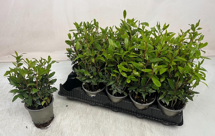 <h4>LAU NOBILIS</h4>