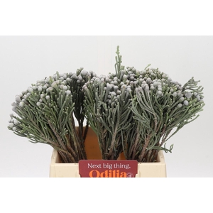 Cape Green Silver Brunia