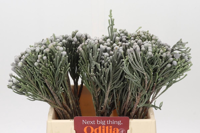 <h4>Kaaps Groen Silver Brunia</h4>