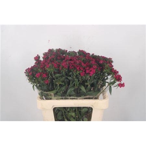 Di Barb Neon Cherise Ex