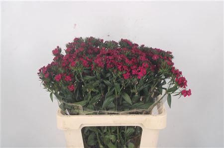 <h4>Di Barb Amazone Neon Cherise</h4>