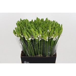 Ornithogalum T Mount Fuji