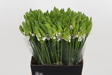 <h4>Ornithogalum T Mount Fuji</h4>