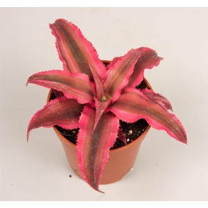 Cryptanthus  'Rubin Star'