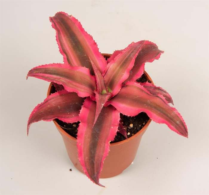 <h4>Cryptanthus  'Rubin Star'</h4>