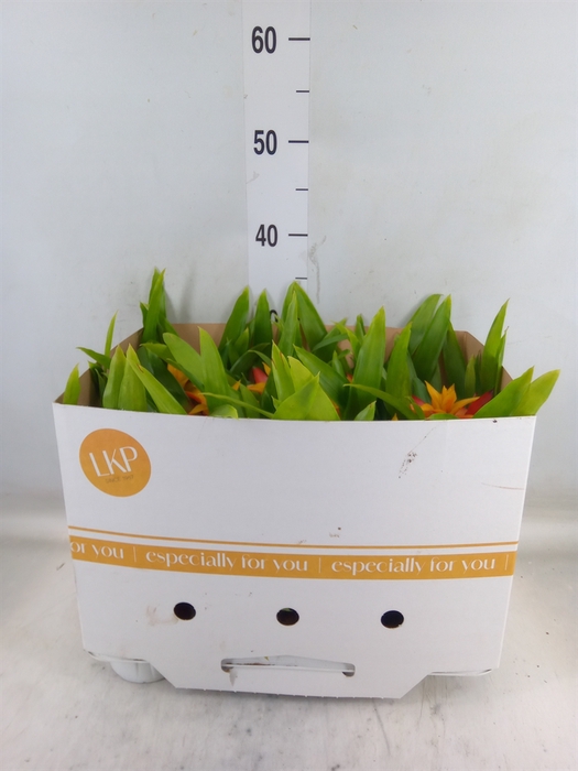 <h4>Guzmania  'Flava'</h4>
