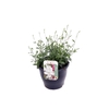 Gaura lind. Gaudi Medium White
