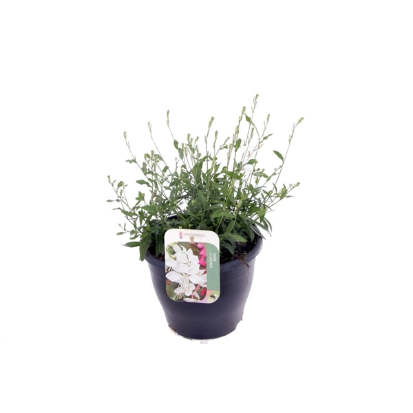 Gaura lind. Gaudi Medium White