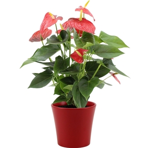 Anthurium 14 cm Esudo in Boston ceramics