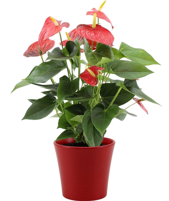 <h4>Anthurium 14 cm Esudo in Boston ceramics</h4>