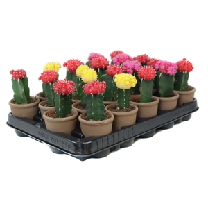 Cactus geent 5,5 cm in grijs/bruine sierpot