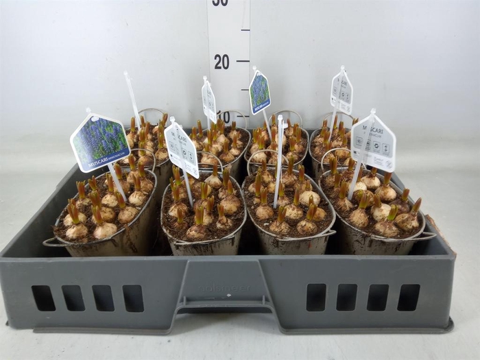 <h4>Arr.  Muscari L%</h4>