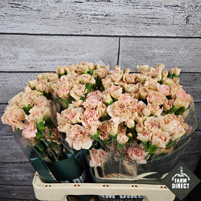 <h4>Di Tr Brown Sugar</h4>