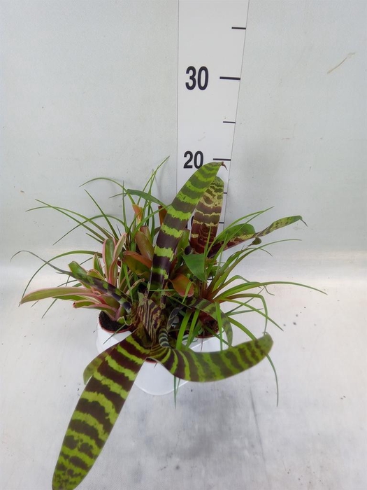 <h4>Bromelia ...mix</h4>