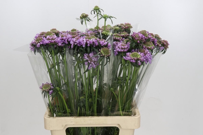 Scabiosa atropurpurea Pink Peppermint Bon Bon Scoo