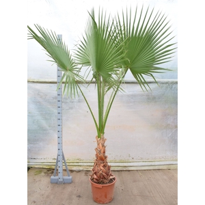 Washingtonia robusta