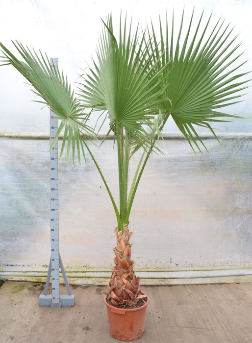 <h4>Washingtonia robusta</h4>