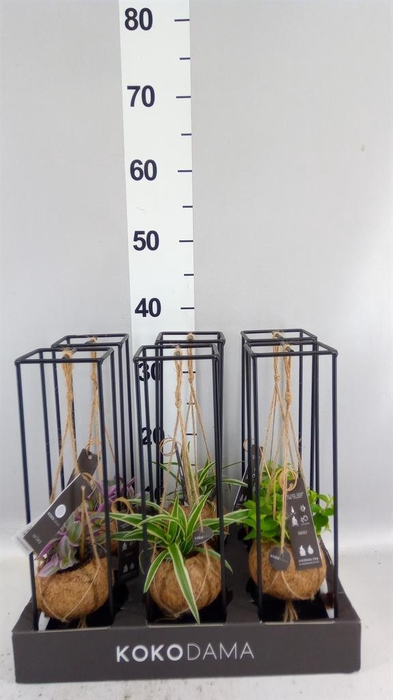 <h4>Planten Groen   ...mix  3</h4>