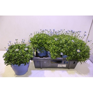 arr8 Feli Am Felicit Blue