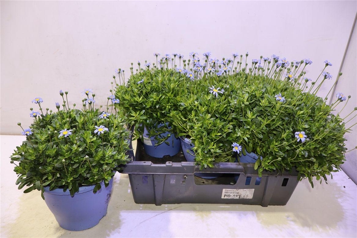 <h4>arr8 Feli Am Felicit Blue</h4>