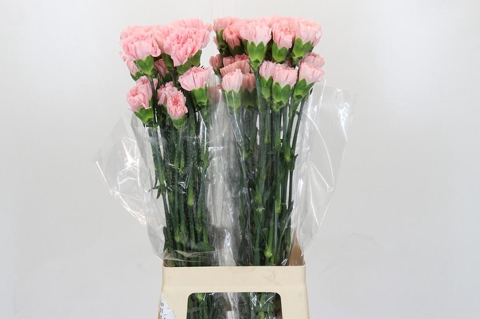 <h4>Dianthus St Doncel</h4>